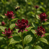Calycanthus floridus (Carolina Allspice, Strawberry Shrub, Sweet Betsy, Sweet Shrub, Pineapple Shrub)