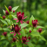 Calycanthus floridus (Carolina Allspice, Strawberry Shrub, Sweet Betsy, Sweet Shrub, Pineapple Shrub)