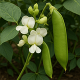 Canavalia ensiformis (Giant Stock Bean, Gotani Bean, Horse Bean, Jack Bean, Swordbean, Wonder Bean, Wonderbean)