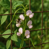Canavalia ensiformis (Giant Stock Bean, Gotani Bean, Horse Bean, Jack Bean, Swordbean, Wonder Bean, Wonderbean)