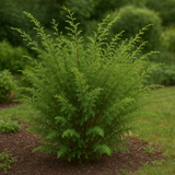 Caragana korshinskii (Korshinsk Peashrub, Korshinsk Pea Shrub)