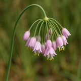 Allium cernuum (Nodding Pink Onion)