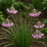 Allium cernuum (Nodding Pink Onion)