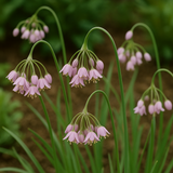 Allium cernuum (Nodding Pink Onion)