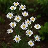 ASTER ptarmicoides (OLIGONEURON album, Solidago ptarmicoides) (White Upland Aster)