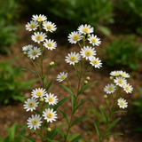 ASTER ptarmicoides (OLIGONEURON album, Solidago ptarmicoides) (White Upland Aster)