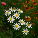 ASTER ptarmicoides (OLIGONEURON album, Solidago ptarmicoides) (White Upland Aster)