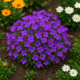 Aubrieta deltoidea (Purple Rockcress)