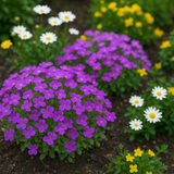 Aubrieta deltoidea (Purple Rockcress)