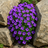 Aubrieta deltoidea (Purple Rockcress)