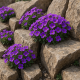 Aubrieta deltoidea (Purple Rockcress)