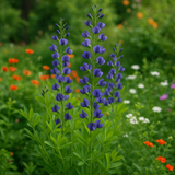 BAPTISIA australis (Blue Wild Indigo)
