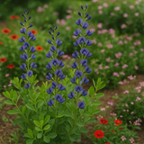 BAPTISIA australis (Blue Wild Indigo)