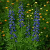 BAPTISIA australis (Blue Wild Indigo)