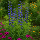 BAPTISIA australis (Blue Wild Indigo)