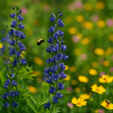 BAPTISIA australis (Blue Wild Indigo)