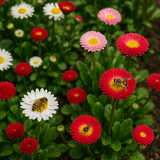 Bellis perennis (Lawn Daisy, English Daisy, Mixed)