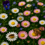 Bellis perennis (Lawn Daisy, English Daisy, Mixed)