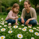 Bellis perennis (English Daisy, Single White)