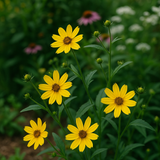 BIDENS aristosa (Tickseed Sunflower)