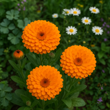 Calendula offinalis (Calendula, 'Ball's Orange')