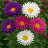 Callistephus chinensis (Aster, China 'Crego Mix')