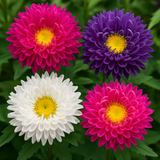 Callistephus chinensis (Aster, China 'Crego Mix')