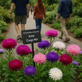 Callistephus chinensis (Aster, China 'Crego Mix')