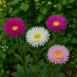 Callistephus chinensis (Aster, China 'Crego Mix')