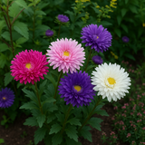 Callistephus chinensis (Aster, China 'Crego Mix')