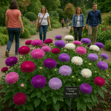 Callistephus chinensis (Aster, China 'Powder Puff')