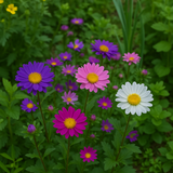 Callistephus chinensis (Aster, China 'Single Mix')