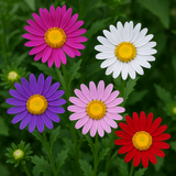 Callistephus chinensis (Aster, China 'Single Mix')