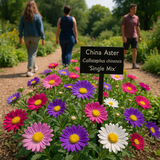 Callistephus chinensis (Aster, China 'Single Mix')