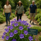 CAMPANULA carpatica (Tussock Bellflower)
