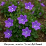 CAMPANULA carpatica (Tussock Bellflower)