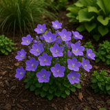 CAMPANULA carpatica (Tussock Bellflower)
