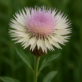 Centaurea americana (American Basketflower)