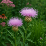 Centaurea americana (American Basketflower)