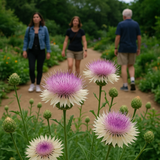 Centaurea americana (American Basketflower)
