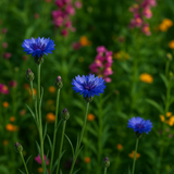 Centaurea cyanus (Cornflower, Tall Blue)