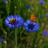 Centaurea cyanus (Cornflower, Tall Blue)