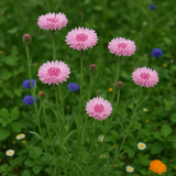 Centaurea cyanus (Cornflower, Tall Pink)