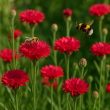 Centaurea cyanus (Cornflower, Tall Red)