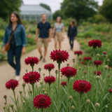 Centaurea cyanus (Cornflower, Tall Red)