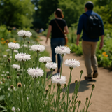 Centaurea cyanus (Cornflower, Tall White)