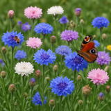 Centaurea cyanus (Cornflower, Tall Mixed)