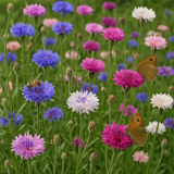 Centaurea cyanus (Cornflower, Tall Mixed)