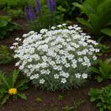 Cerastium biebersteinii (Snow-in-Summer)