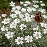 Cerastium biebersteinii (Snow-in-Summer)